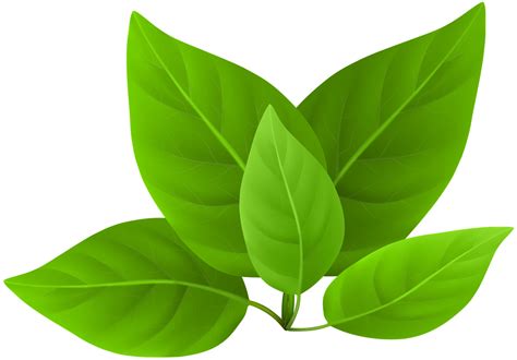 Green Leaf Png Transparent Background Free Download 44858 Freeiconspng