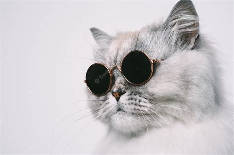 Premium Photo Portrait Of Funny Grey Cat In Sunglasses Copy Space