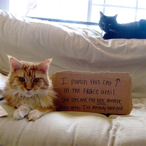 24 Cats Who Got Caught Being Jerks 23 Cat Shaming Bad Cats