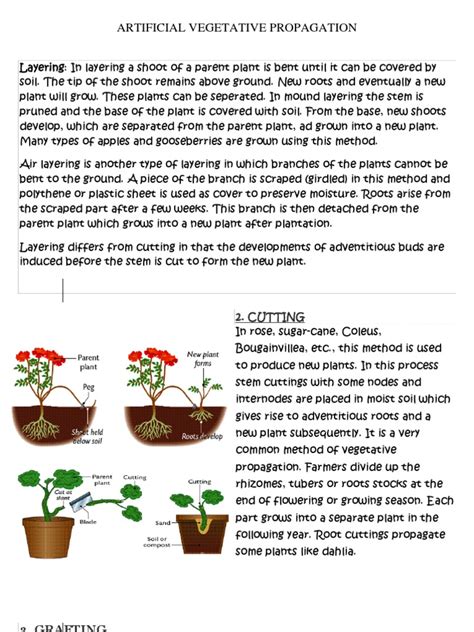 Artificial Vegetative Propagation Grafting Outdoor Recreation