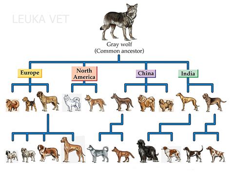 Centro Veterinario Leuka El Perro Evolución Y Domesticación