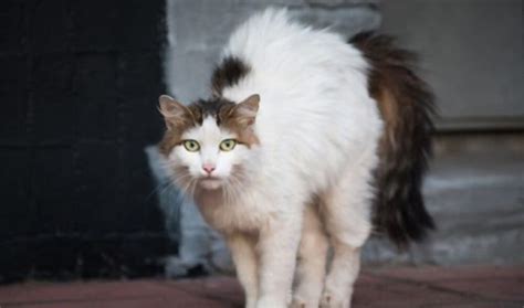 How To Tame A Feral Cat 5 Steps You Should Do