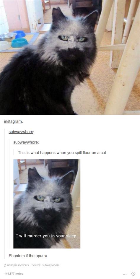 52 Funny Cat Memes That Prove Cats Still Rule The Internet