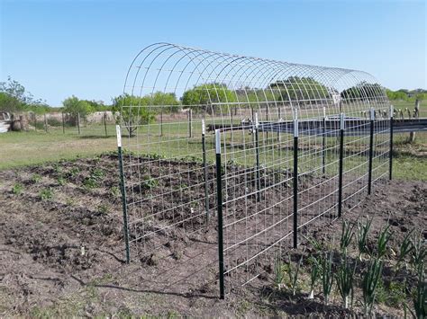 Pin By Fun With Dan Diy On Funny Cattle Panels Cattle Panel Trellis