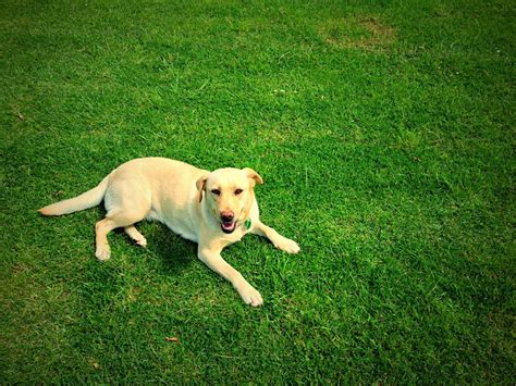 Dog On The Grass 1 Free Photo Download Freeimages