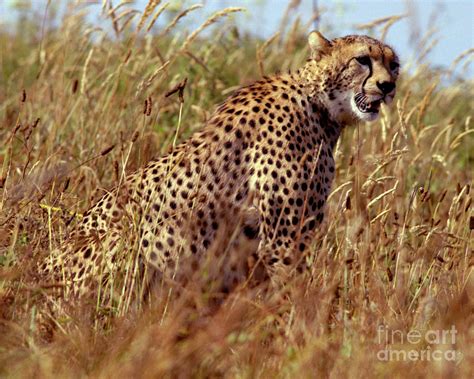 Cheetah In The Grass Photograph By Robert Chaponot Pixels