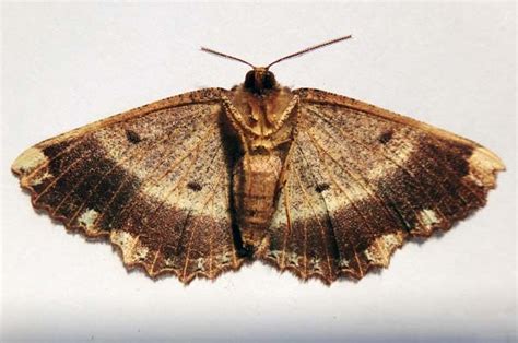 moth pest control royal pest management
