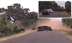 Dashcam Footage Shows Stampeding Herd Of Buffaloes Crash Into A Car In