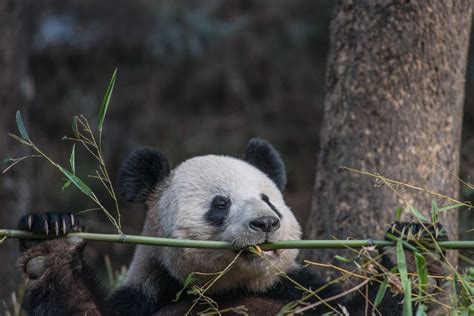 As Bamboo Forests Fade Can Pandas Survive Live Science