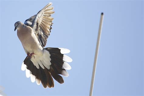 Spotted Doves Birds In Backyards