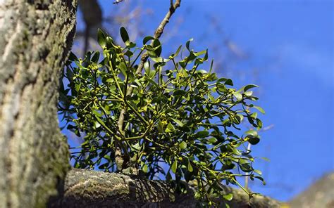 Mistletoe How To Grow Your Own David Domoney