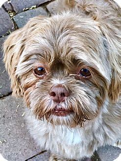 Many hotels don't allow pets, and some relatives and friends may not be eager to welcome your pet as a. Phoenix, AZ - Shih Tzu. Meet Dahlia, a dog for adoption ...