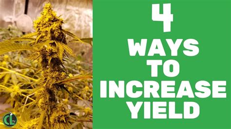Ways To Increase Yields In An Indoor Grow Quick Tips Youtube