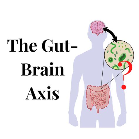 Understanding Your Gut Brain Axis Raleigh Natural Wellness