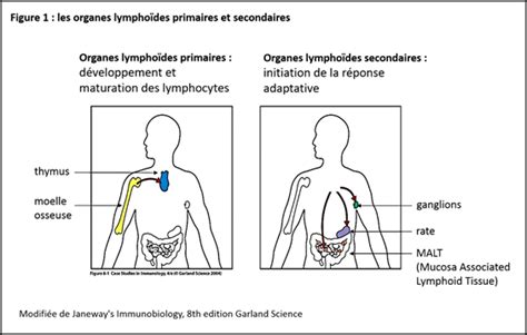 Organes Lymphoïdes Primaires Et Secondaires — Site Des Ressources D