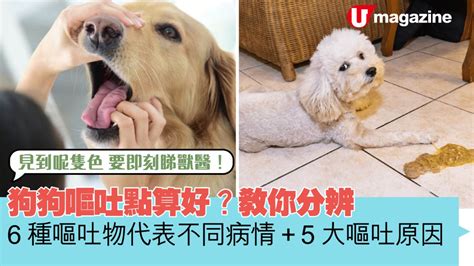 狗狗嘔吐點算好？教你分辨6種嘔吐物代表不同病情 5大嘔吐原因 Uhk 港生活