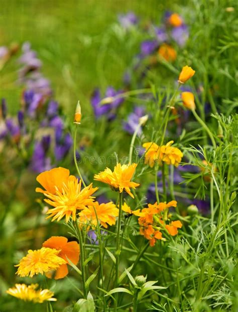 Flowers In The Garden Stock Image Image Of Colourful 15439995