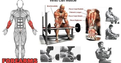 3 Forearm Exercises Workout For An Often Forgotten Muscle Group
