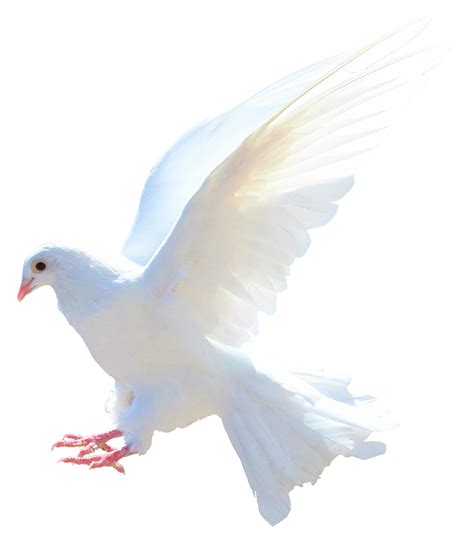 Dove Png Image Purepng Free Transparent Cc0 Png Image Library