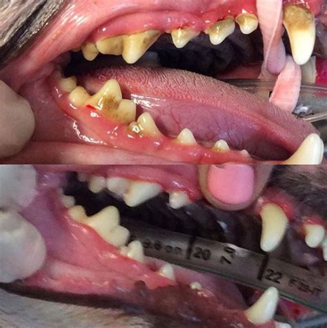 Girraween Veterinary Hospital Dental Disease In Dogs With Video