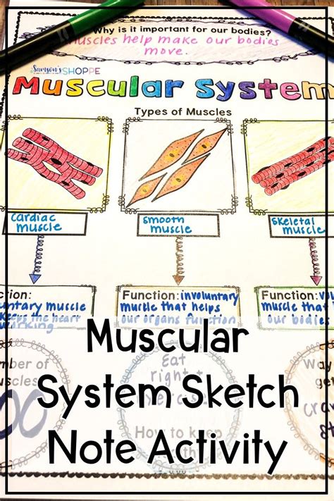 The Muscular System Worksheet Answers