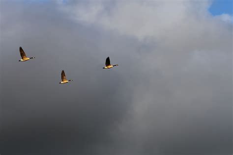 Vögel Fliege Drei Kostenloses Foto Auf Pixabay