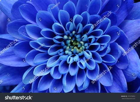 Close Up Of Blue Flower For Background Or Texture Stock