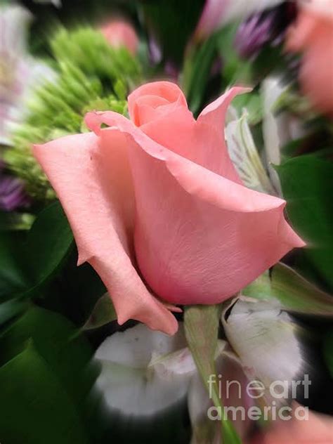 Peachy Pink Rose Photograph By Ellen Stanton Fine Art America