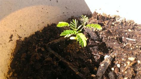 How To Grow Mimosa Trees From Seeds Dengarden