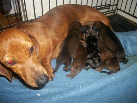 Dachshund Puppies Taking Deposits For Sale In Tucson Arizona Classified