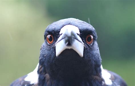 Claimify Our Top Tips For Magpie Swooping Season