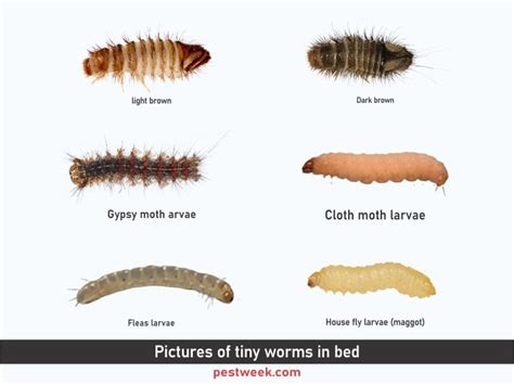 How To Get Rid Of Small Worms In Kitchen Kitchen Cabinet Ideas