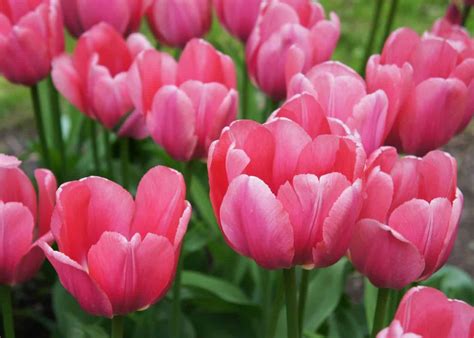 21 Pink Tulips To Look For Best Varieties Home For The Harvest