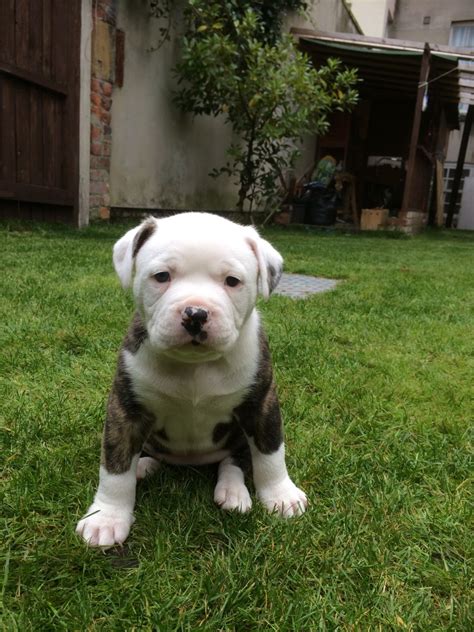 *** american bulldog puppies have arrived *** 2 females $2500 puppies sold to pet approved homes only black & white fun pictures of previous litters. four cute purebred american bulldog puppies | Southport, Merseyside | Pets4Homes