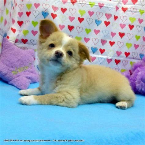 Shiba inu is a basal breed that precedes modern breeds of the 19th century. Chihuahua Puppies Oregon | PETSIDI