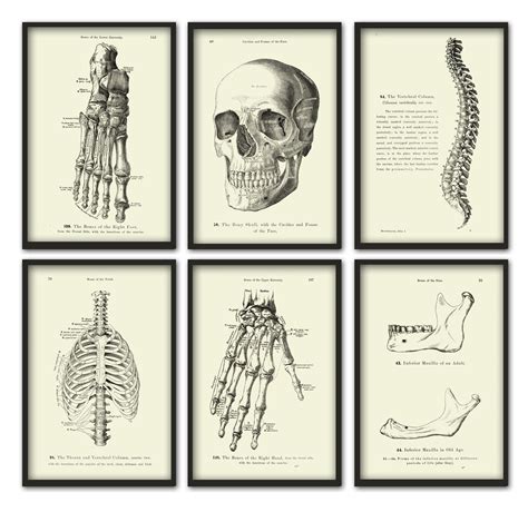 Human Anatomy Print Set Of 6 Medical Office Wall Art Decor Vintage Science Illustrations