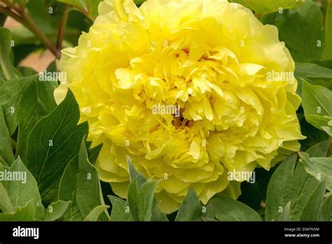 Peony Yellow Crown Hi Res Stock Photography And Images Alamy