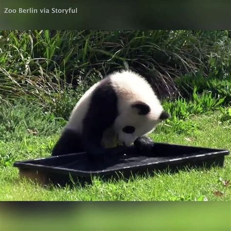 Cute Panda Cub Takes A Tub Break Video Dailymotion