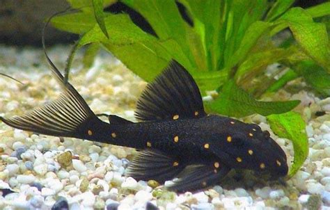 Meet The Mustard Spot Pleco One Of The Many Kinds Of Fish In The