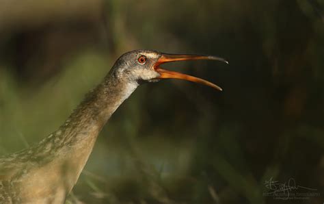 Shadowbird A Clapper Rail Rallus Crepitans From Jefferso Flickr