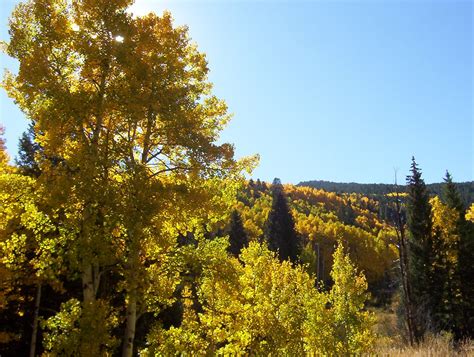 Great Colorado Fall Foliage Drives Carpe Travel