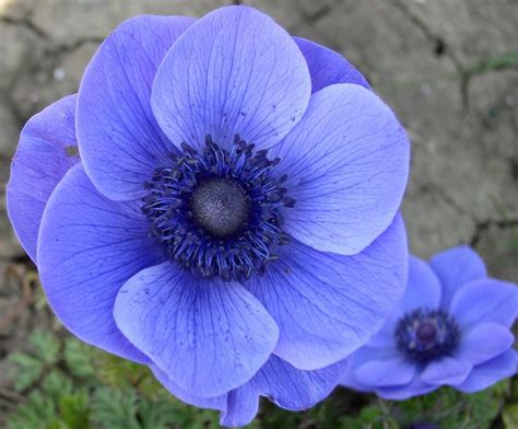 23 Best Winter Flowers Images On Pinterest Beautiful Flowers Blue