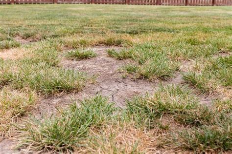 5 Tips To Revive Dead Spots In Your Grass Grasshopper Mower