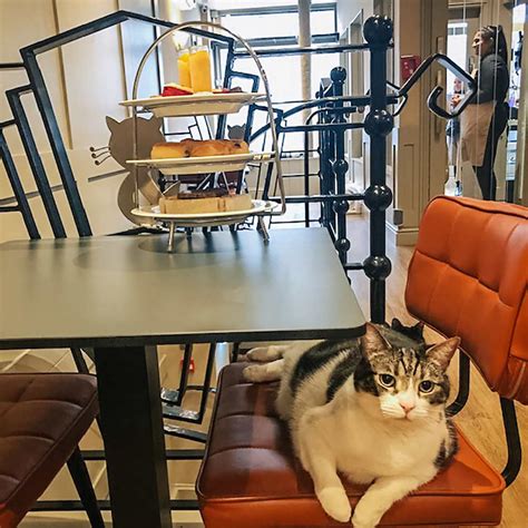 Londons Cat Cafes Feline Like A New Experience 2023 Update Ck