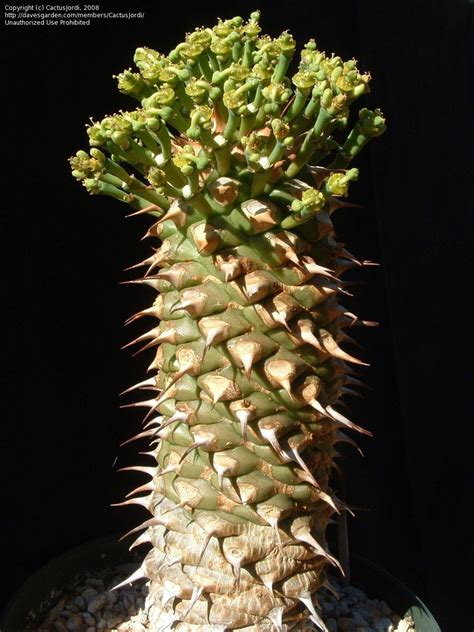 Like many cacti, these plants prefer a drying period between waterings, even to the point where they slightly wilt. PlantFiles Pictures: Euphorbia Species (Euphorbia ...