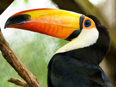 Colorful Birds Of Costa Rica