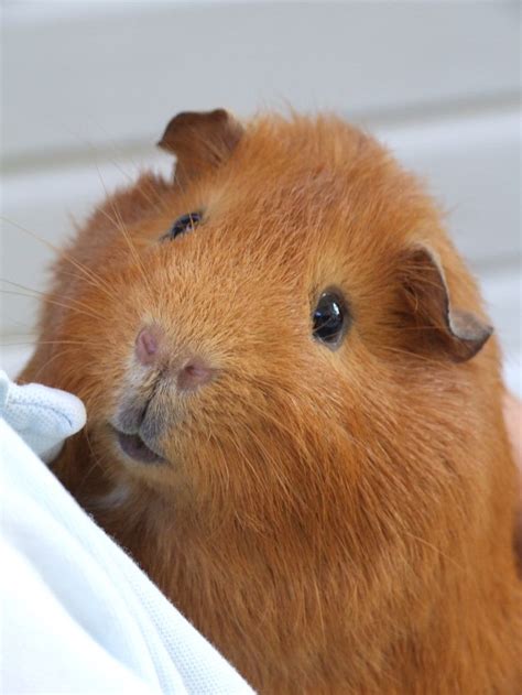 17 Best Images About Guinea Pigs On Pinterest Mouths
