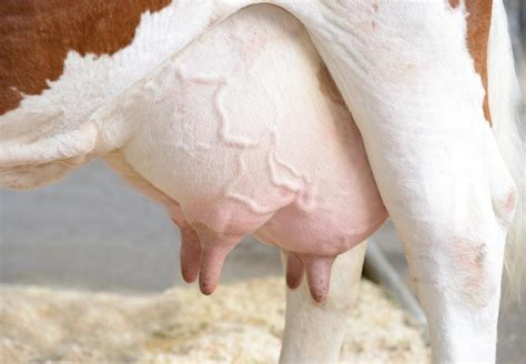 Wie Viele Zitzen Hat Eine Kuh Welche Euterformen Gibt Es Und Wie Viele Melkungen Gibt Es