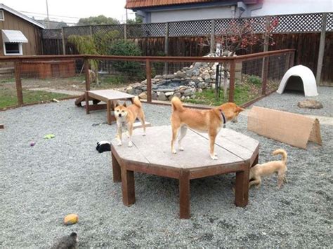 25 Small Dog Playground Ideas That Safe In Backyard