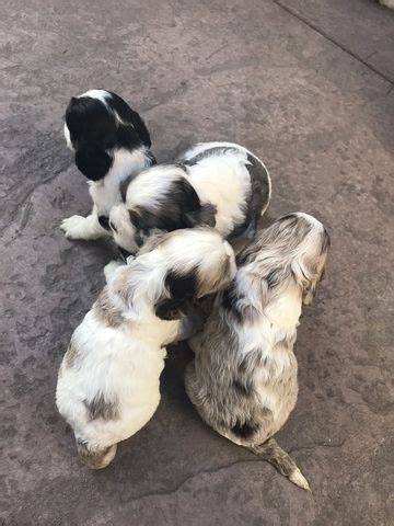 I am looking for cute little miniature maltese puppies for sale in san jose! Litter of 5 Cocker Spaniel puppies for sale in SAN JOSE ...